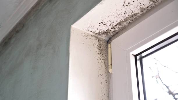 Mold Remediation for Vacation Homes in Oakland, NE