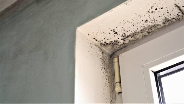 Best Post-Remediation Verification Testing  in Oakland, NE