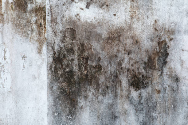 Mold Documentation for Insurance Claims in Oakland, NE