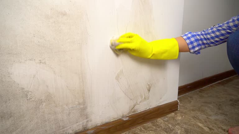 Biohazard Mold Removal in Oakland, NE