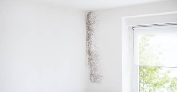Trusted Oakland, NE Mold Removal Experts