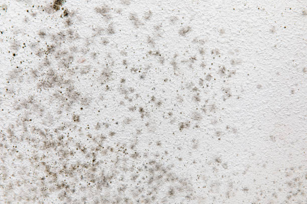 Best Indoor Air Quality Assessment  in Oakland, NE