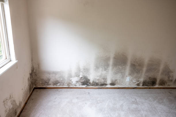 Best Real Estate Mold Inspection  in Oakland, NE