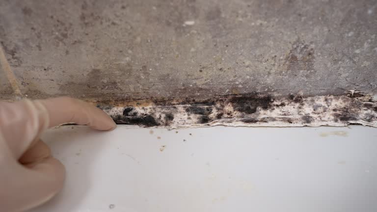 Best Post-Construction Mold Inspection  in Oakland, NE