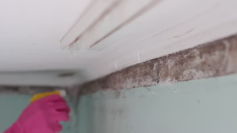 Best Crawl Space Mold Remediation  in Oakland, NE
